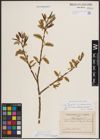 Foto von Salix fragilis L.